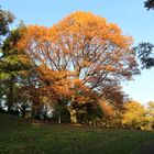 Kastanienbaum, Stadtgarten Essen Steele