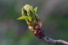 Kastanienblätter aus Knospe