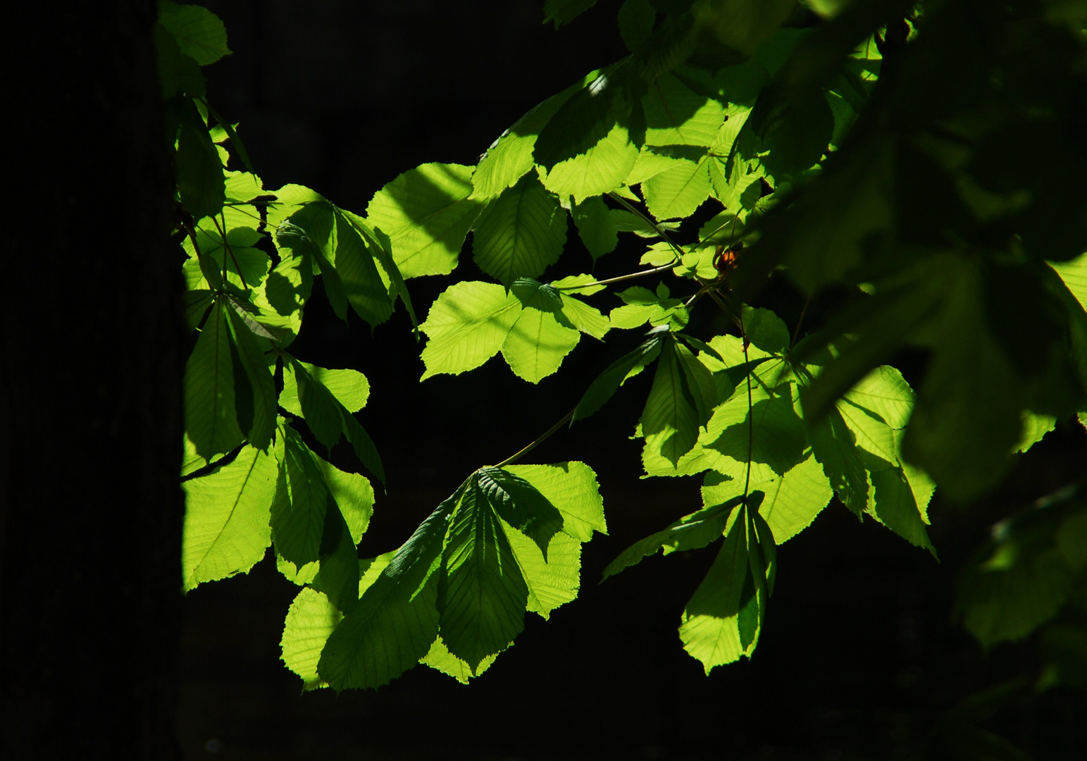 Kastanienblätter im Abendlicht