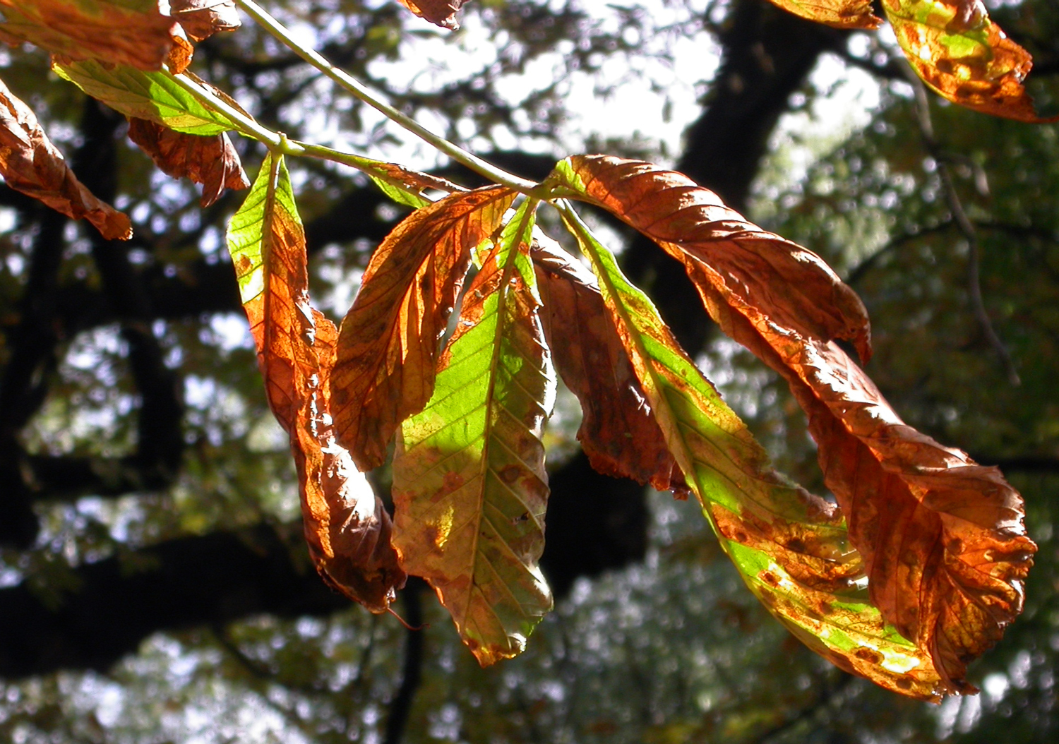 "Kastanienblätter im Herbst"