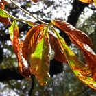 "Kastanienblätter im Herbst"