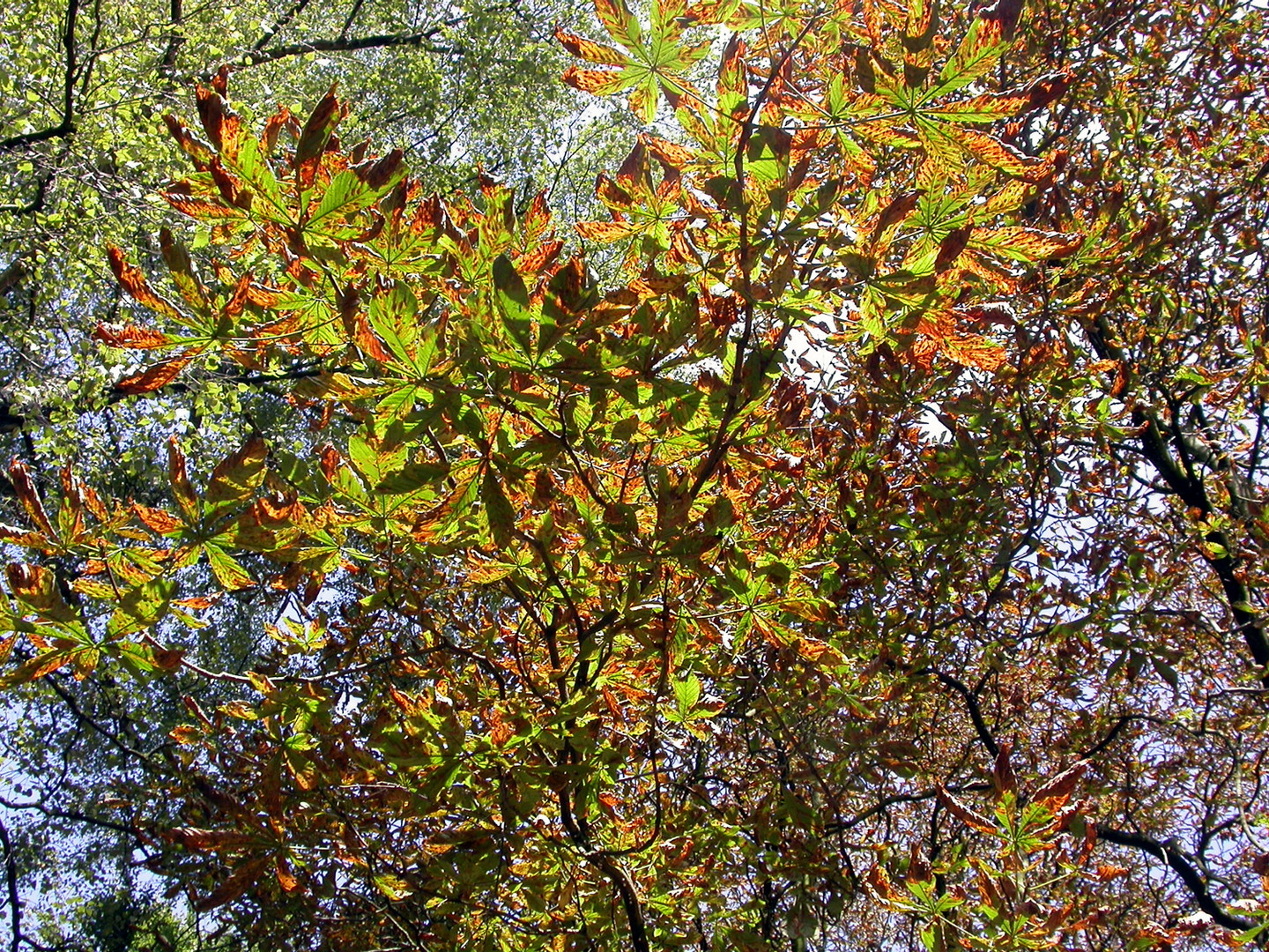 "Kastanienblätter im Herbst mit Miniermottenbefall..."