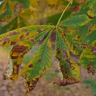 Kastanienblätter im Herbstgewand sind immer wieder eine Augenweide!