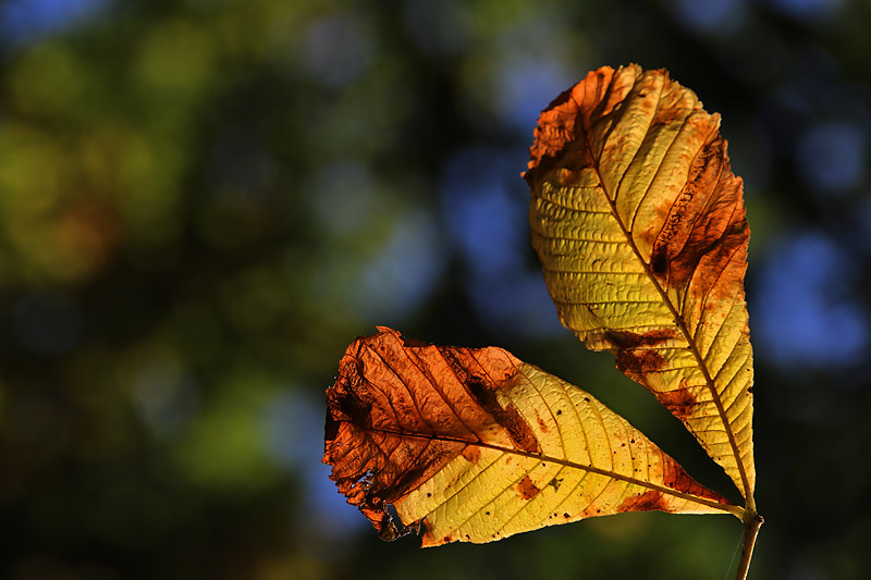 Kastanienblätter im herbstlichen Gewand