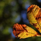 Kastanienblätter im herbstlichen Gewand