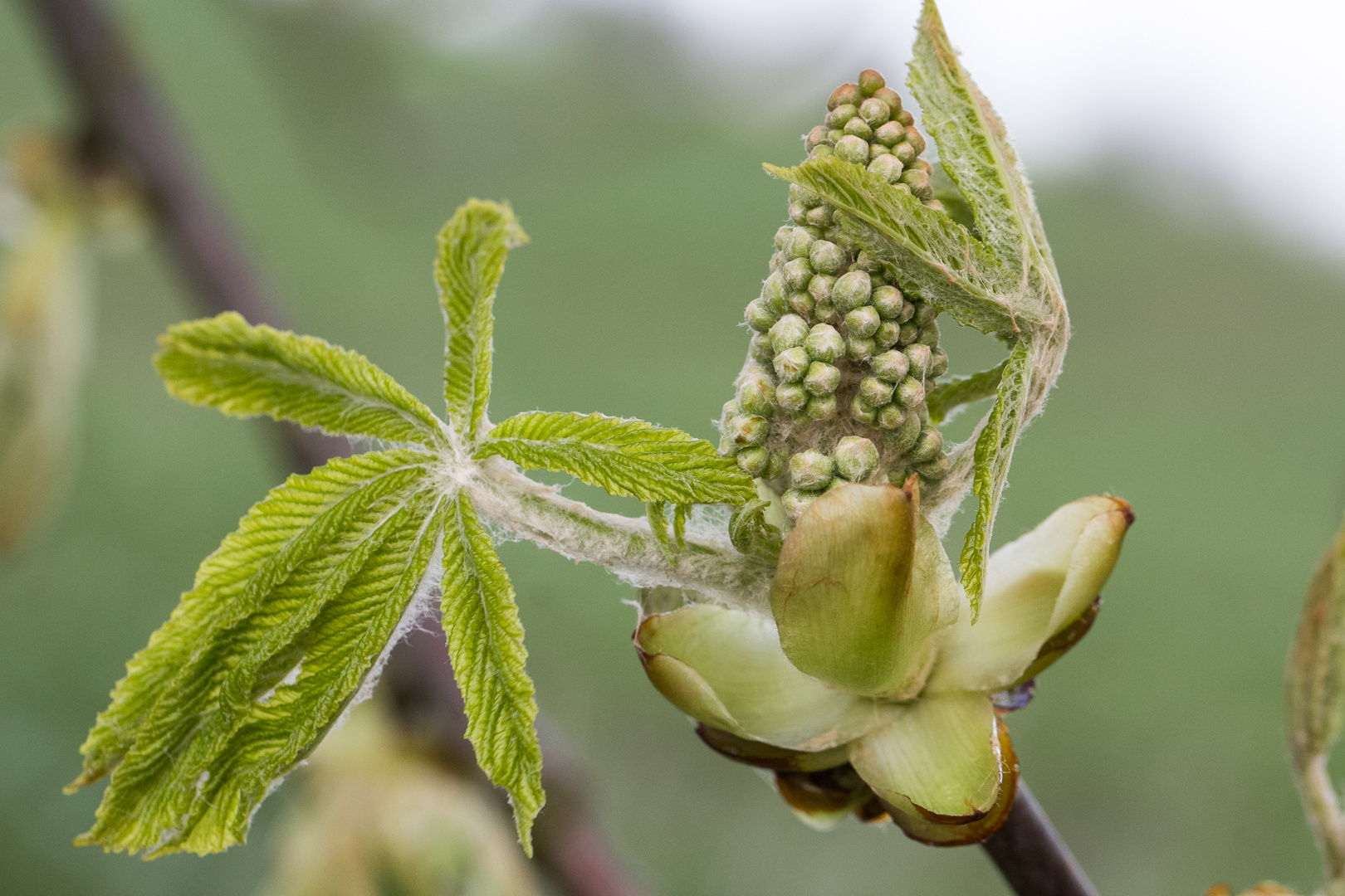 Kastanienblatt und -blüte beim "Schlüpfen"