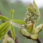 Kastanienblatt und -blüte beim "Schlüpfen"