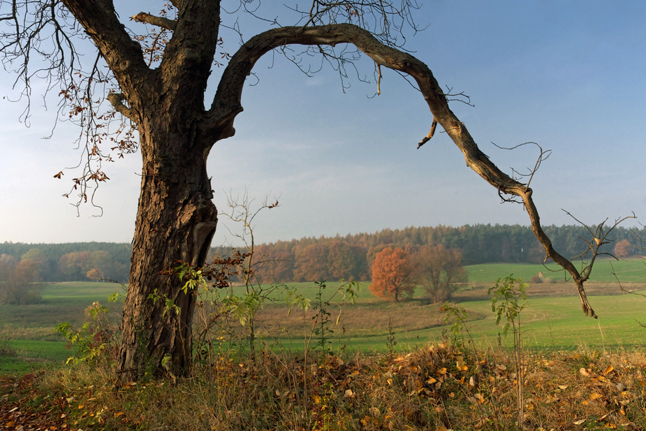 Kastanienblick