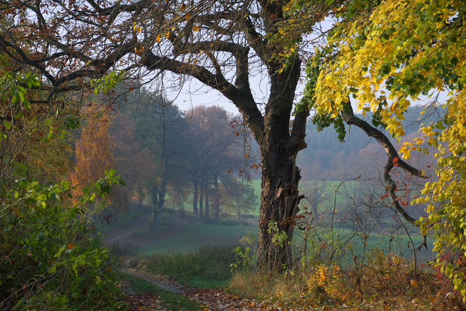 Kastanienblick II