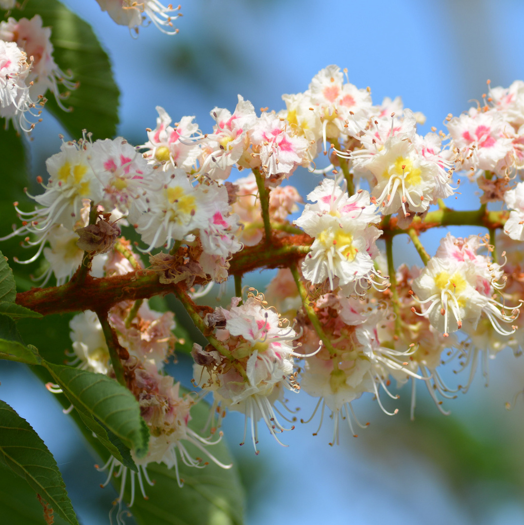 Kastanienblüte