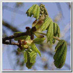 Kastanienblüte