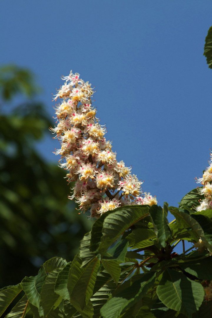 Kastanienblüte