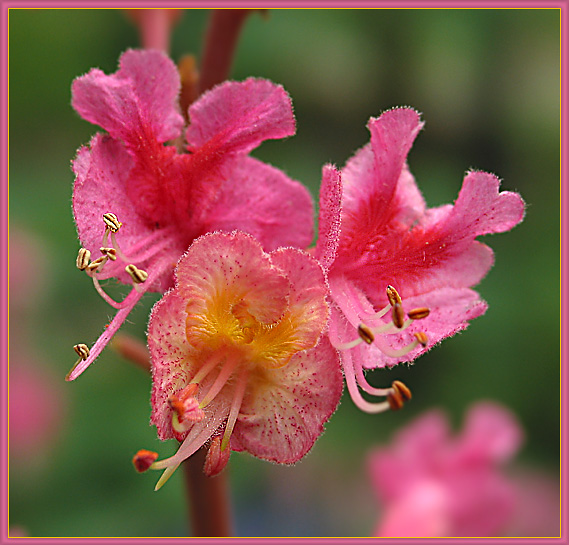 Kastanienblüte 2