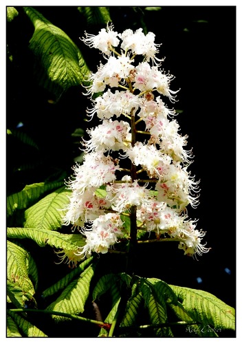 Kastanienblüte