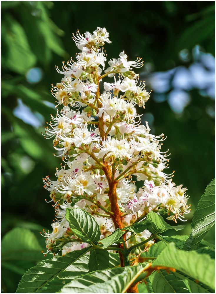 Kastanienblüte