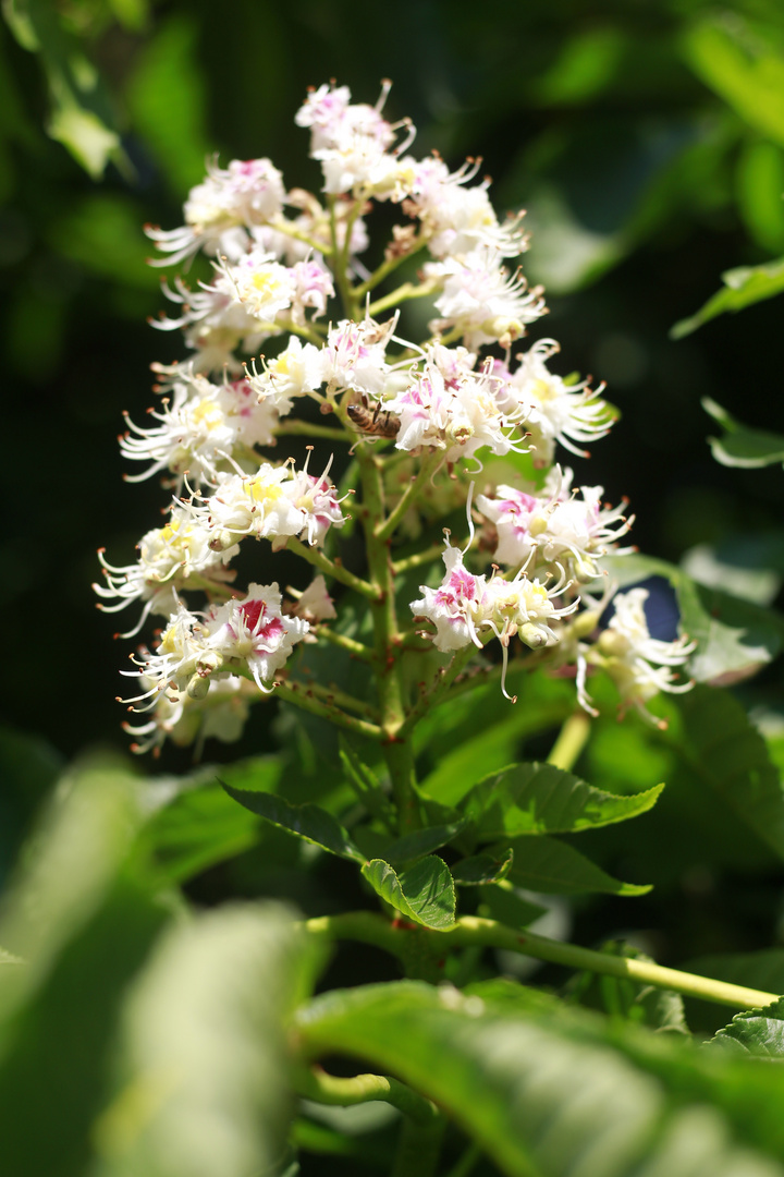 Kastanienblüte