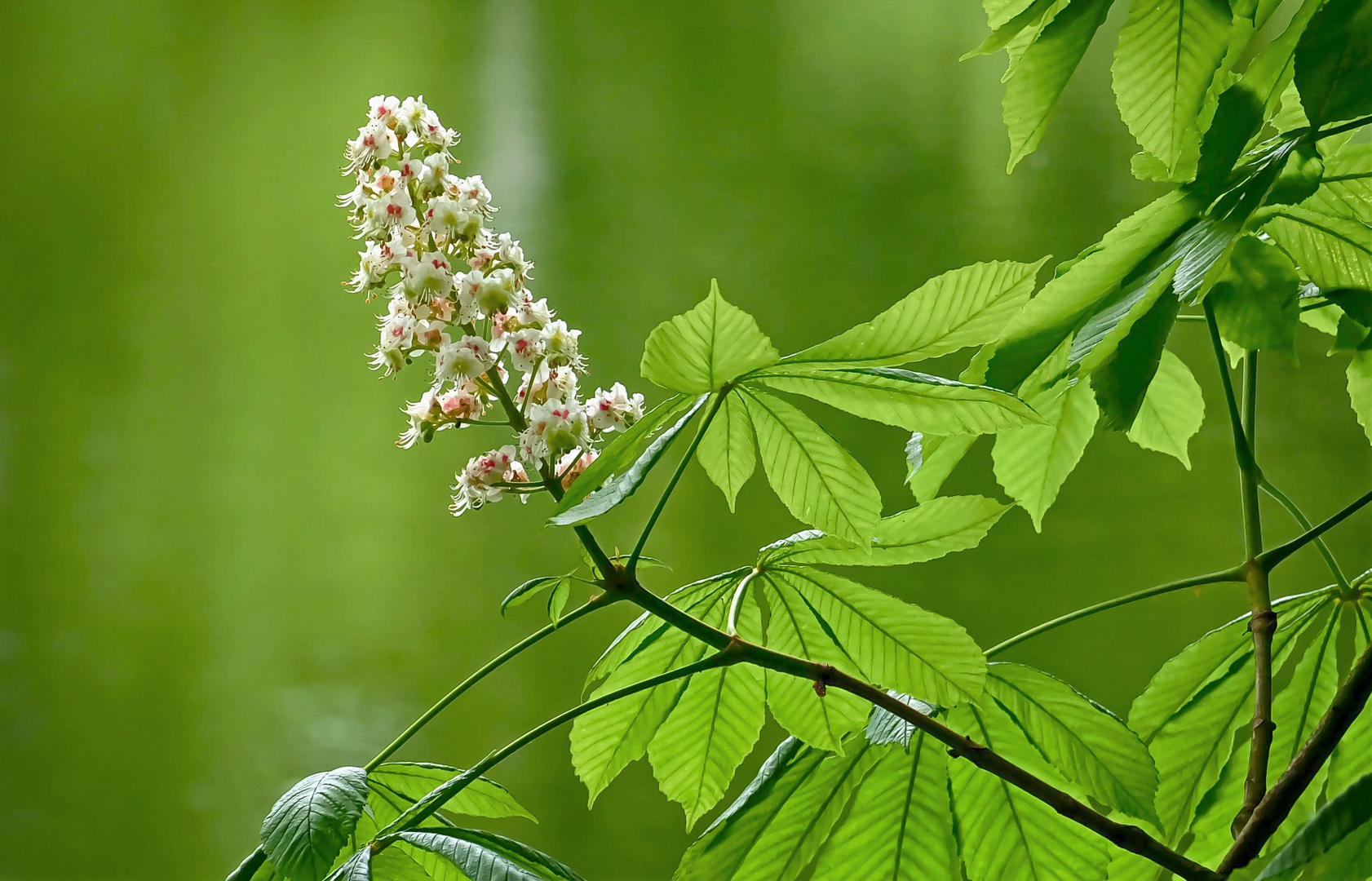 Kastanienblüte