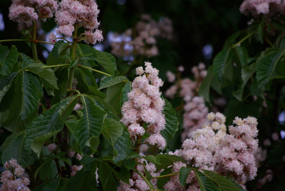 Kastanienblüte