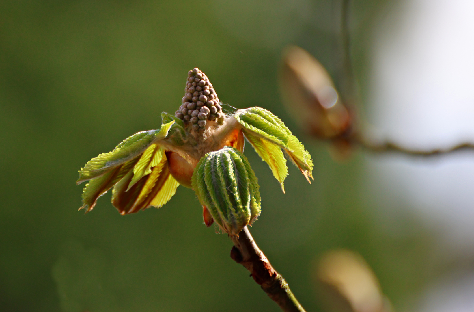 Kastanienblüte