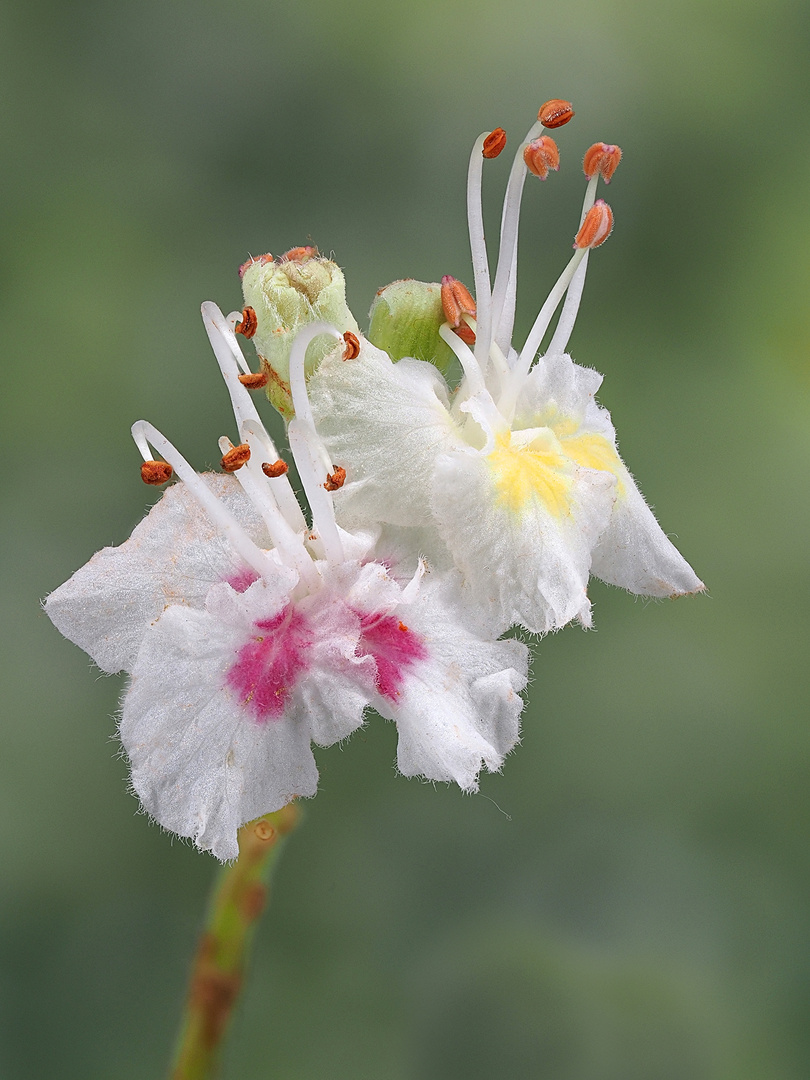 Kastanienblüte