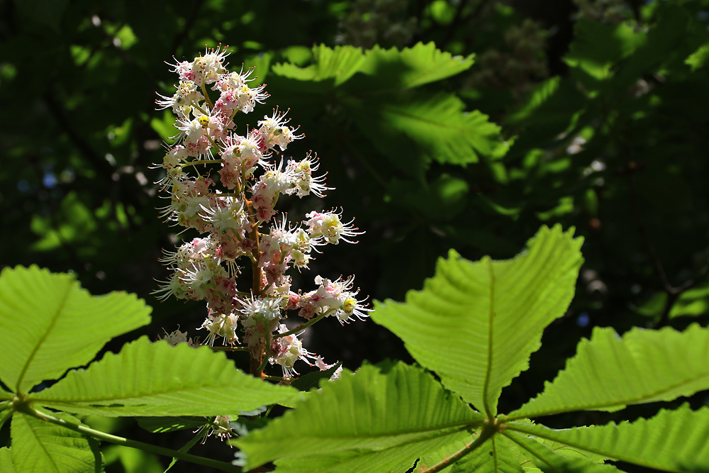 Kastanienblüte