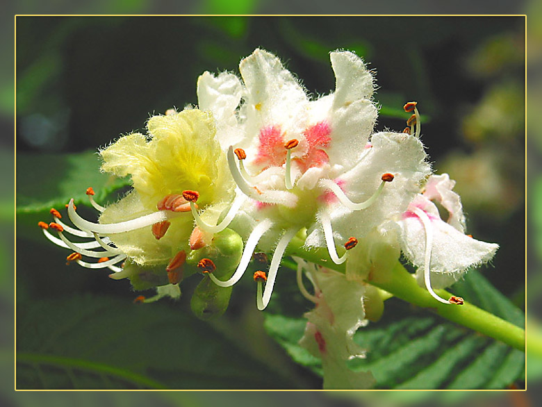 Kastanienblüte