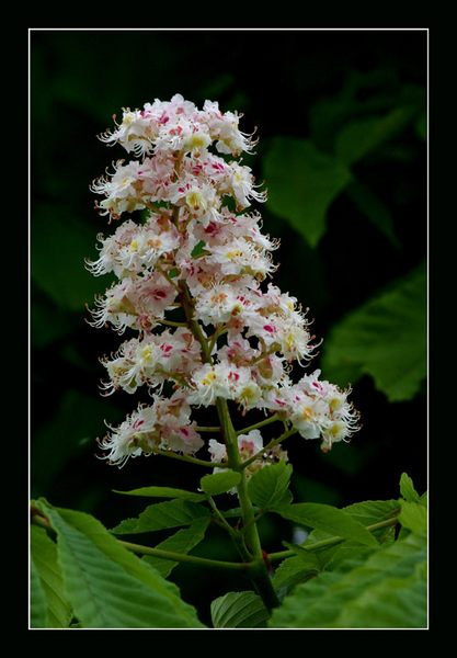 Kastanienblüte