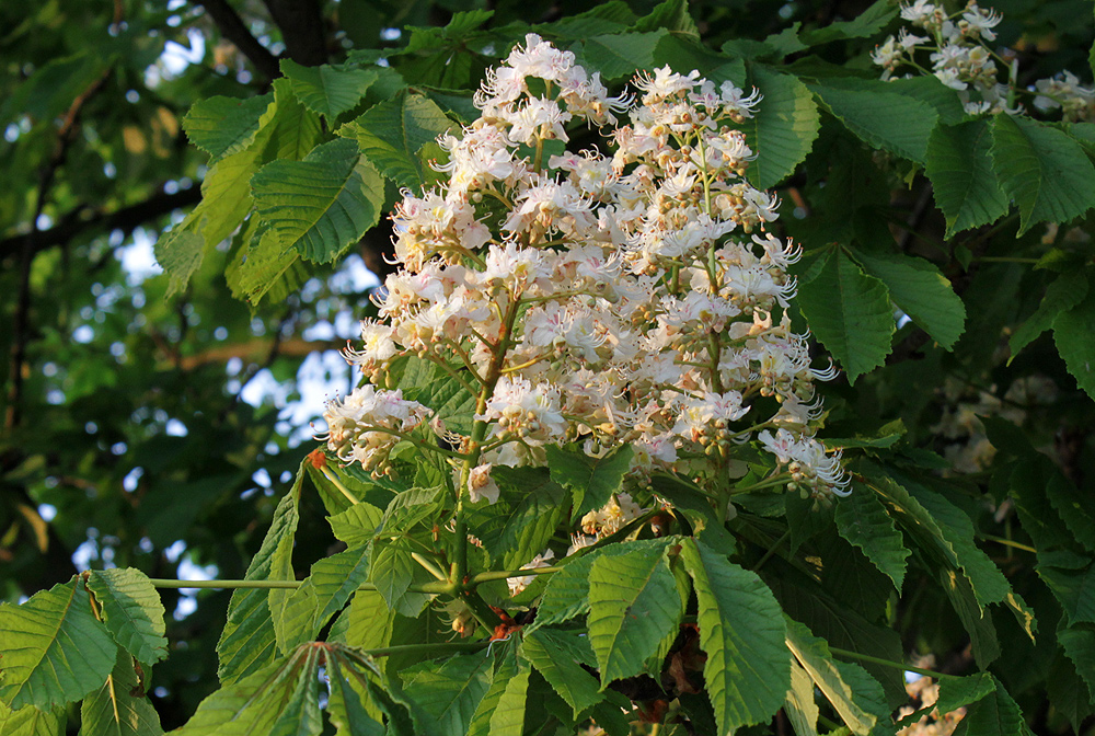 Kastanienblüte