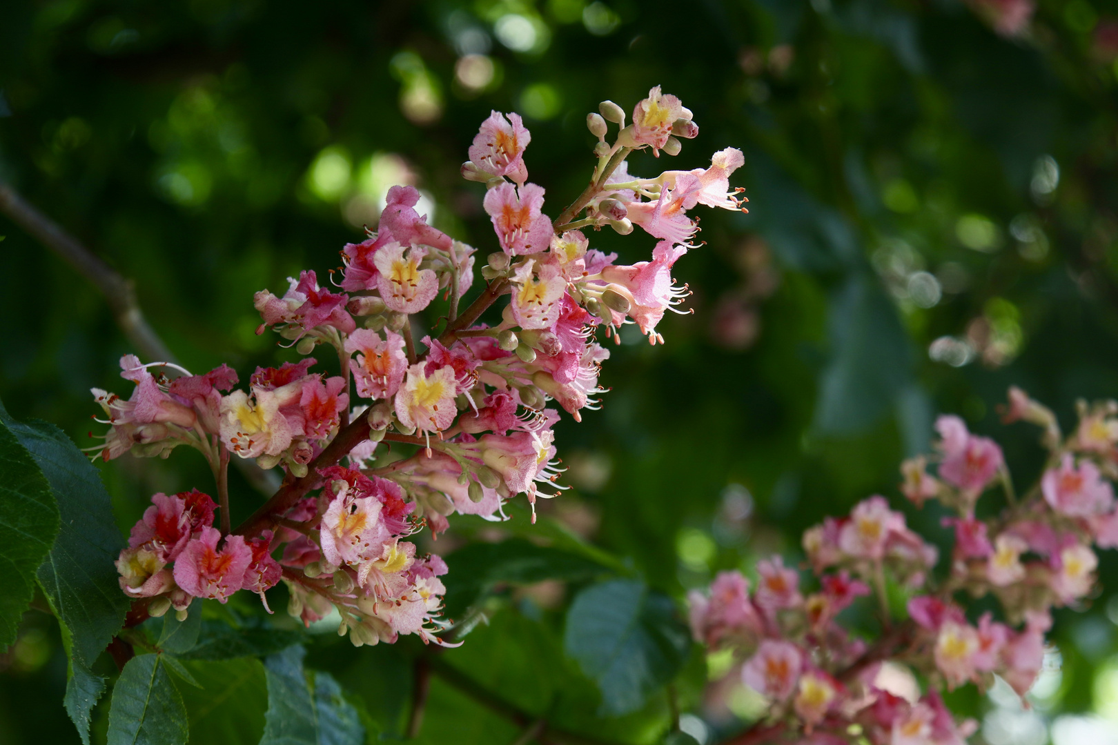 Kastanienblüte