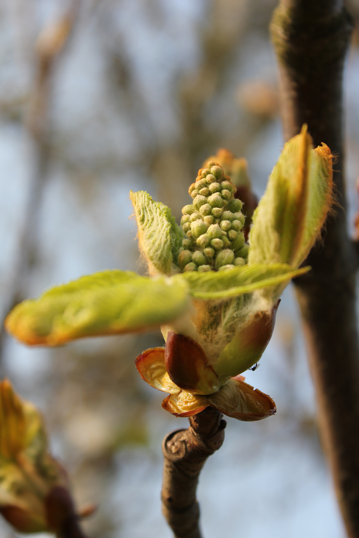 Kastanienblüte