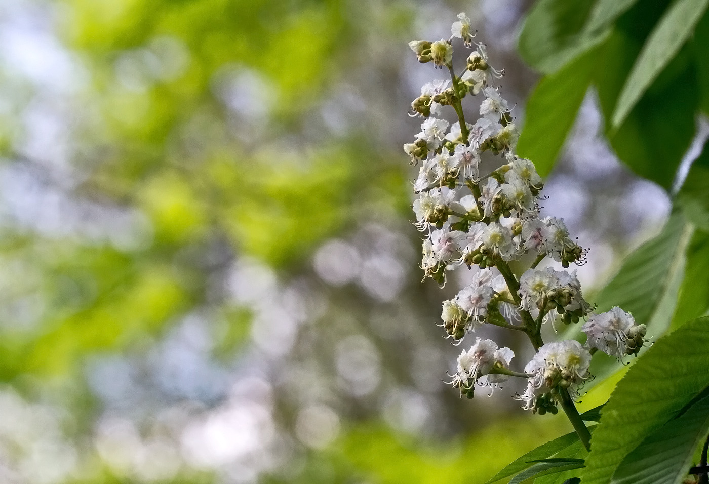 Kastanienblüte