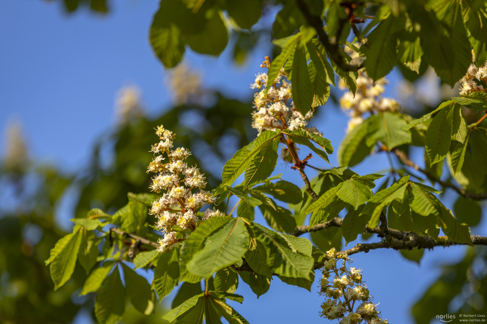 Kastanienblüte