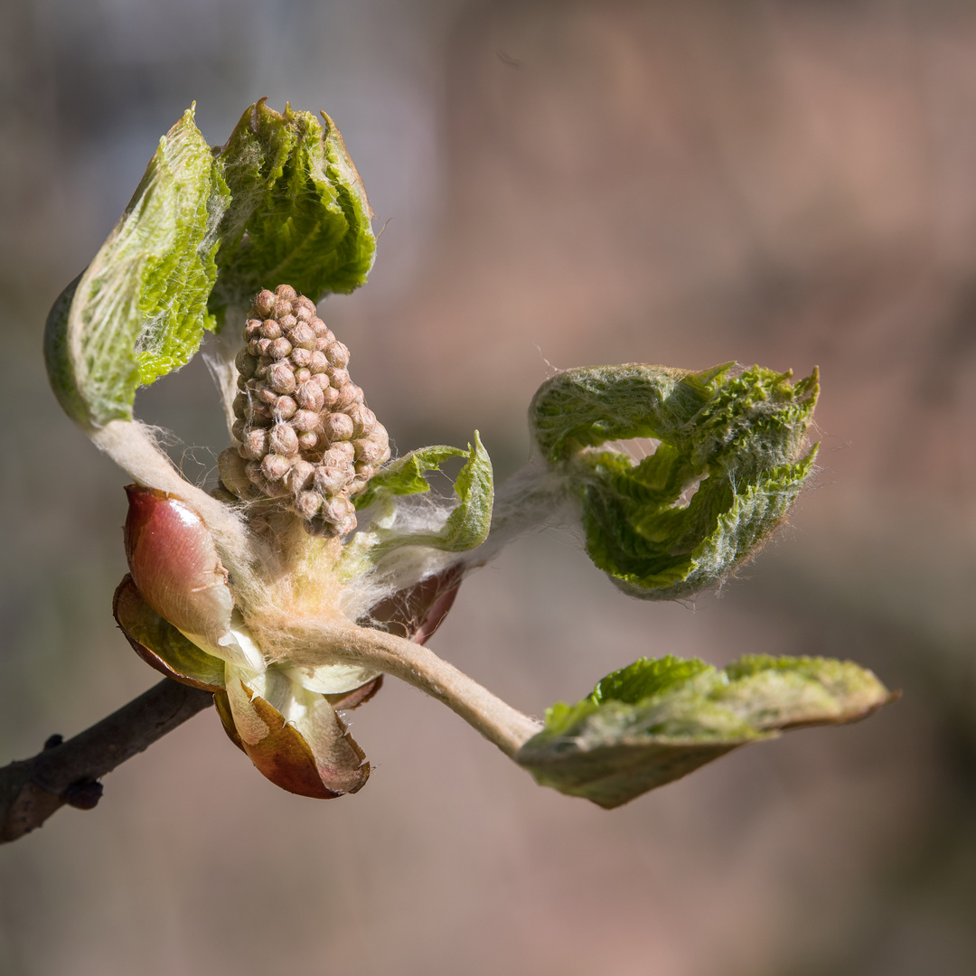 Kastanienblüte