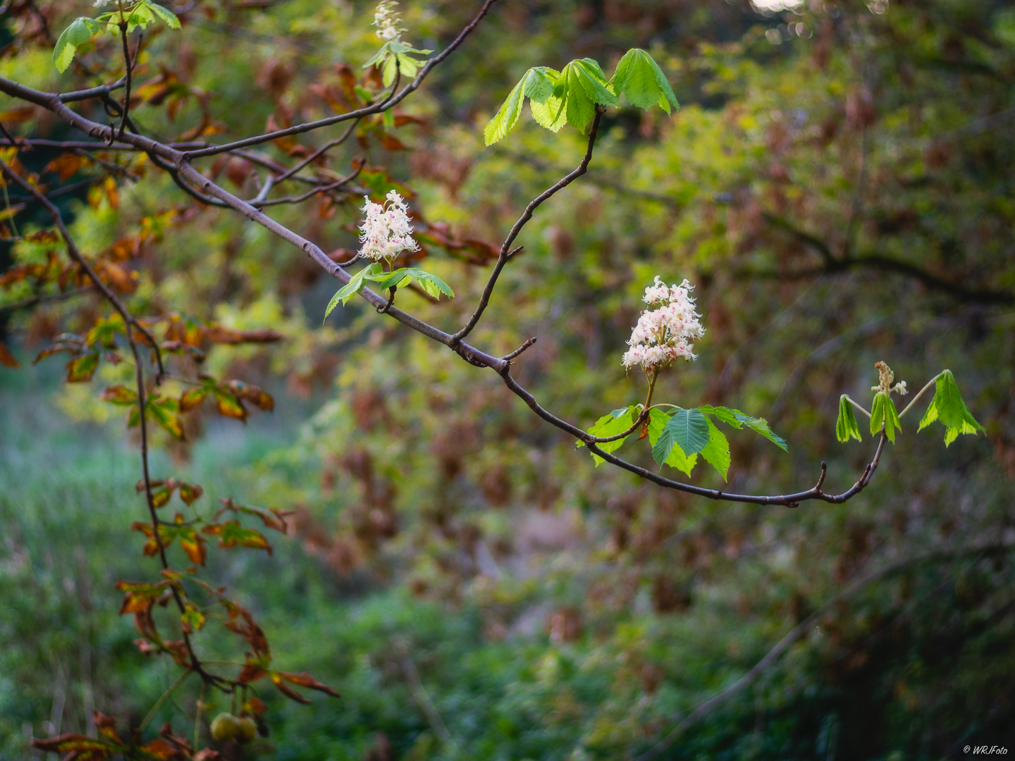 Kastanienblüte