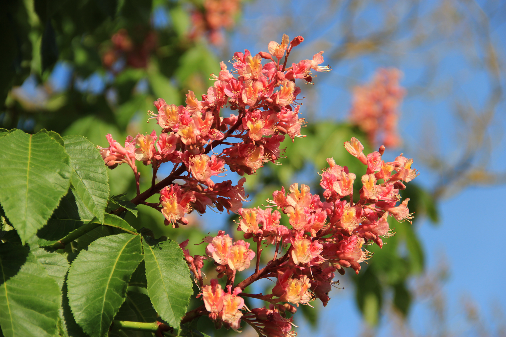 Kastanienblüte