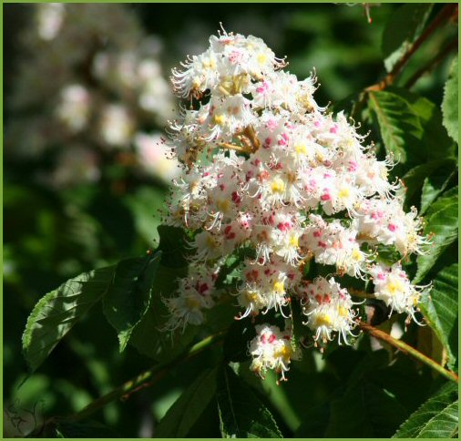 Kastanienblüte