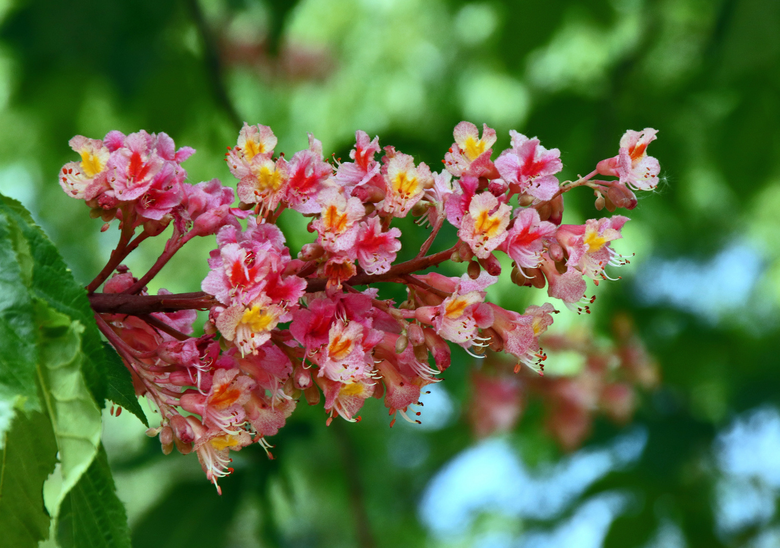 Kastanienblüte...