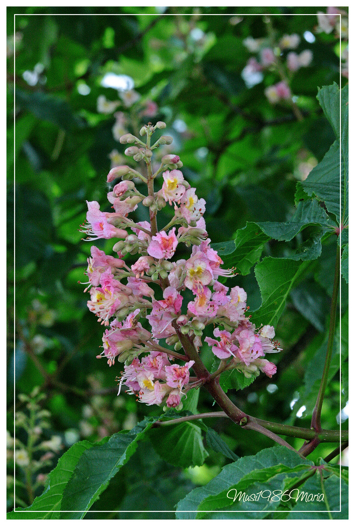 Kastanienblüte