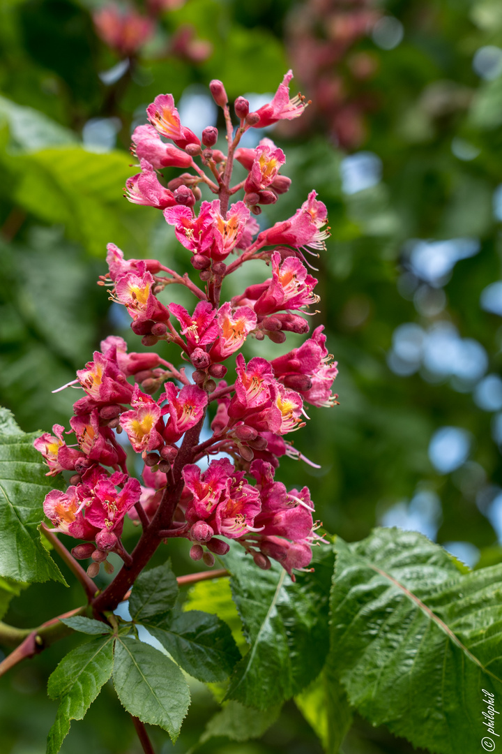 Kastanienblüte