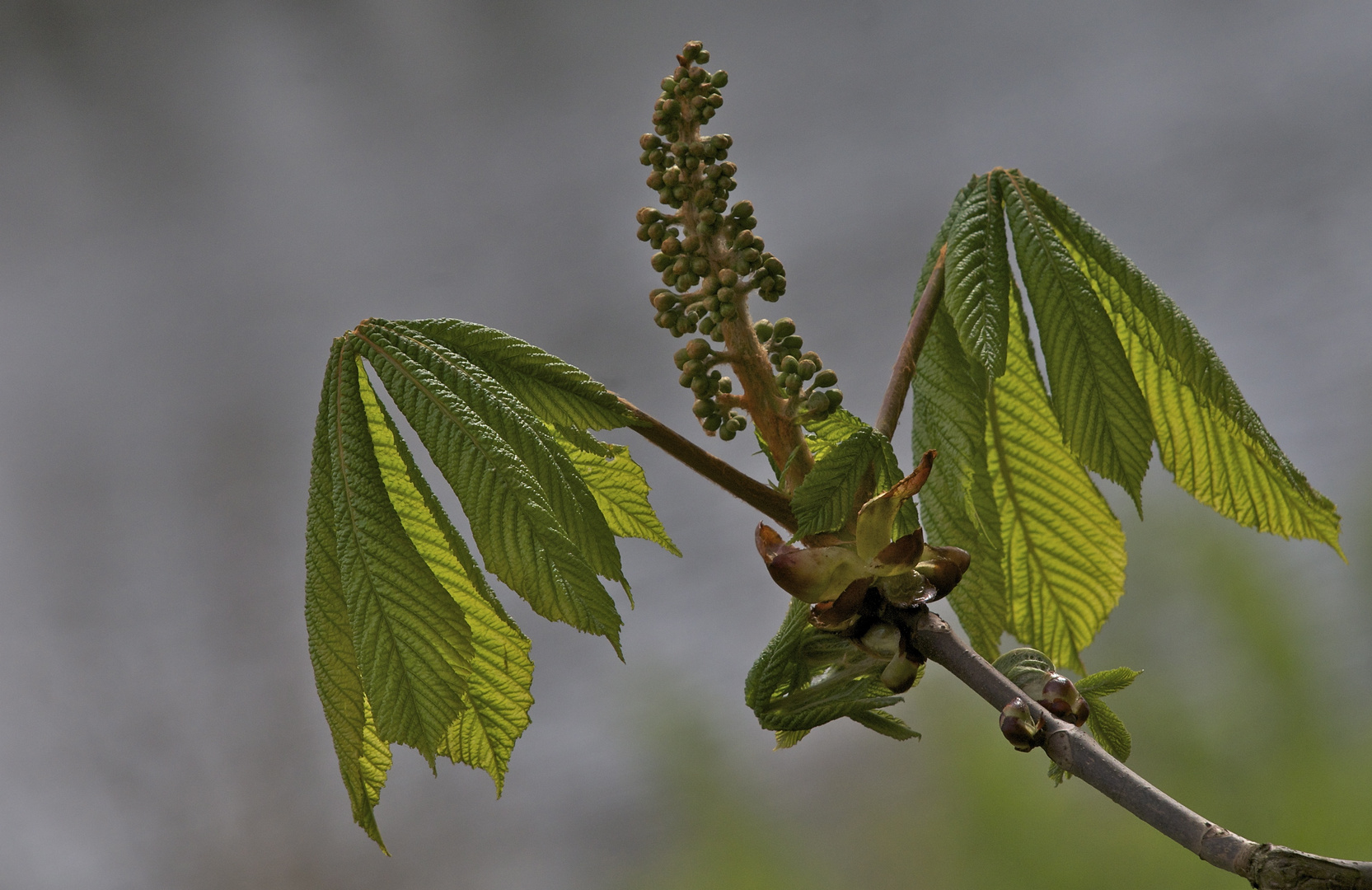 Kastanienblüte