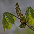 Kastanienblüte