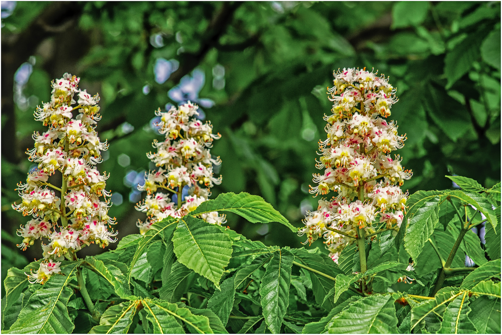 Kastanienblüte