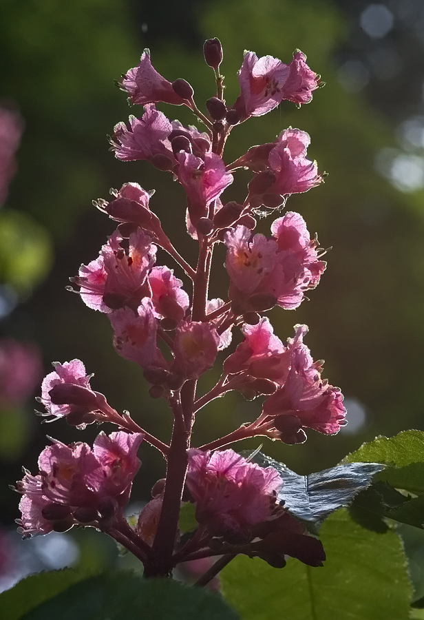 Kastanienblüte