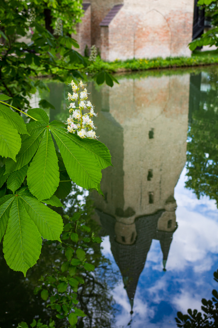 Kastanienblüte am Fünffingerlesturm 