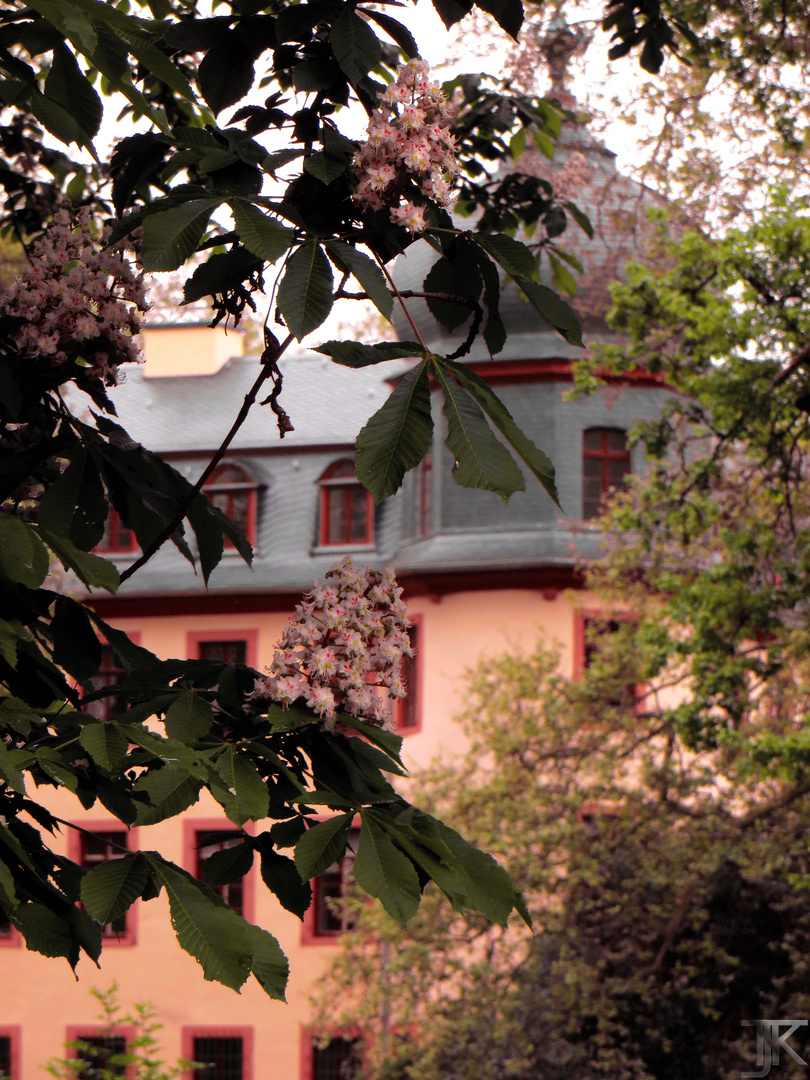 Kastanienblüte am Licher Schloss