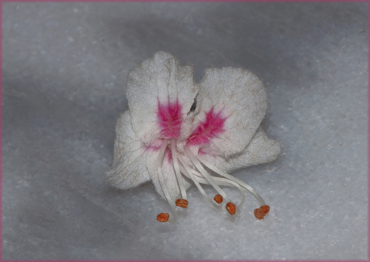 Kastanienblüte auf Kaffeehaustisch