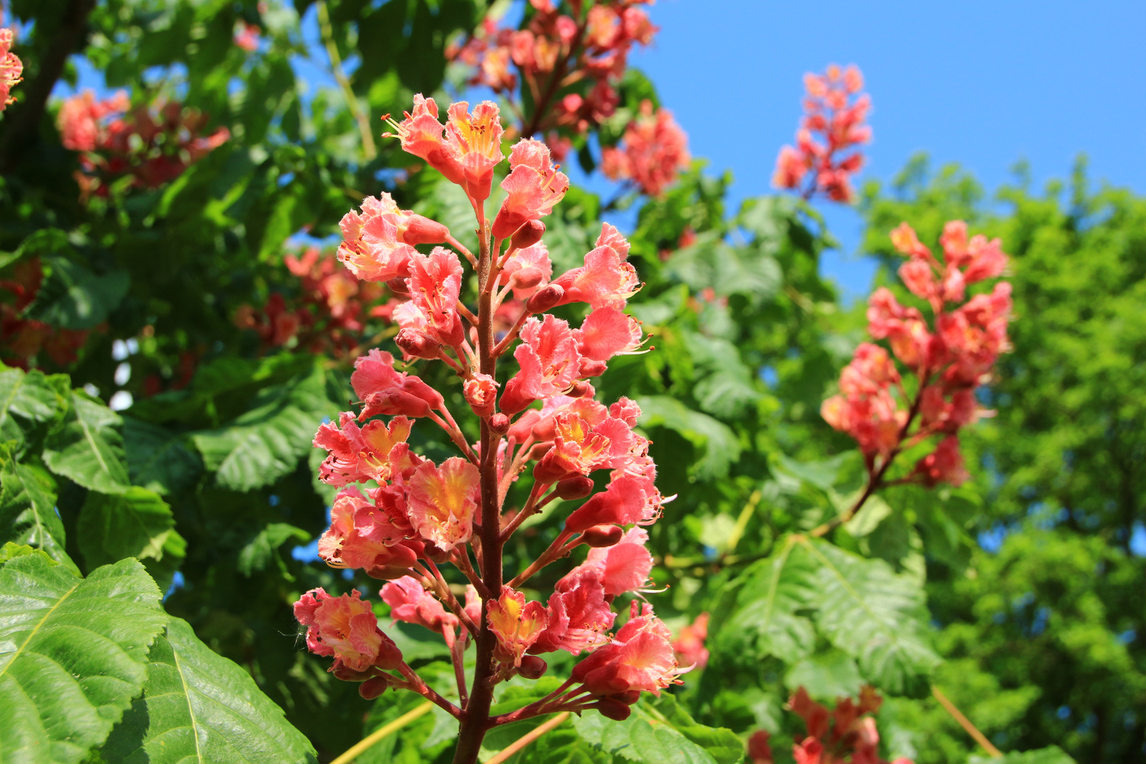 Kastanienblüte