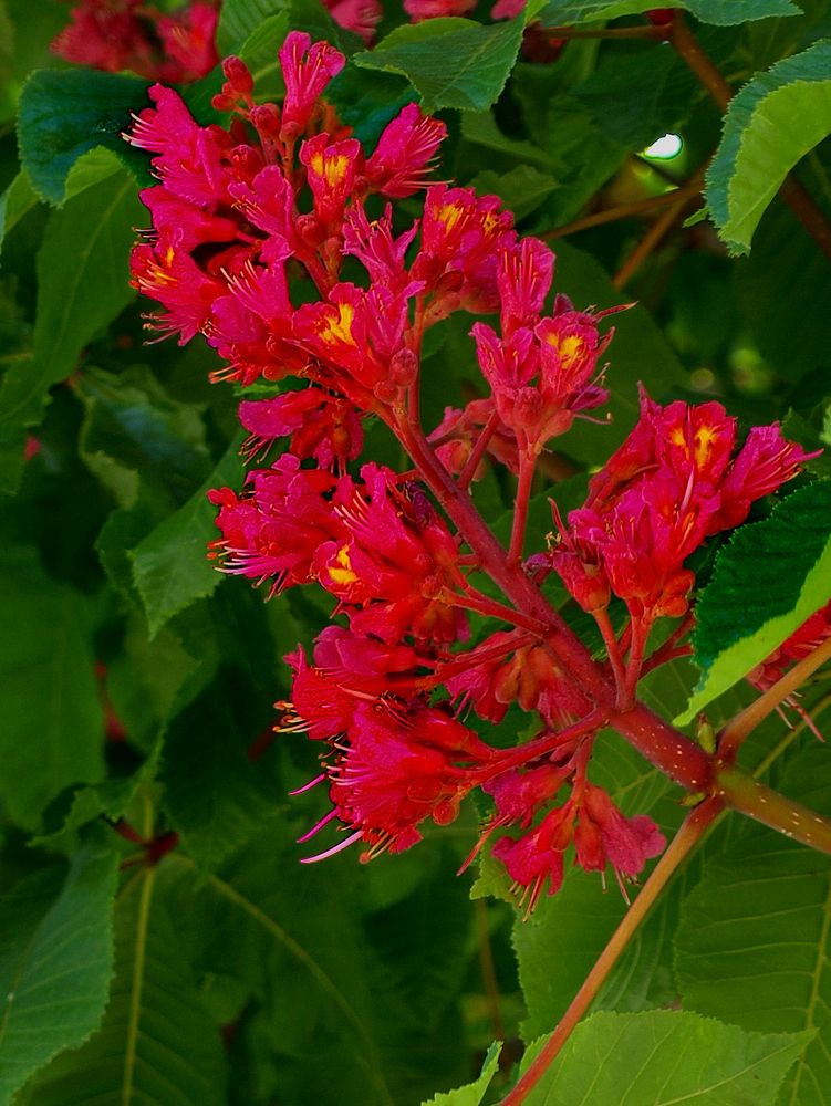 Kastanienblüte (Castanea)