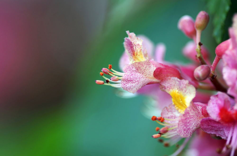 Kastanienblüte