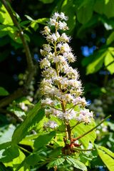 Kastanienblüte